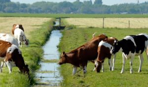 Werken bij midden delfland