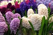 werken bij Royal FloraHolland